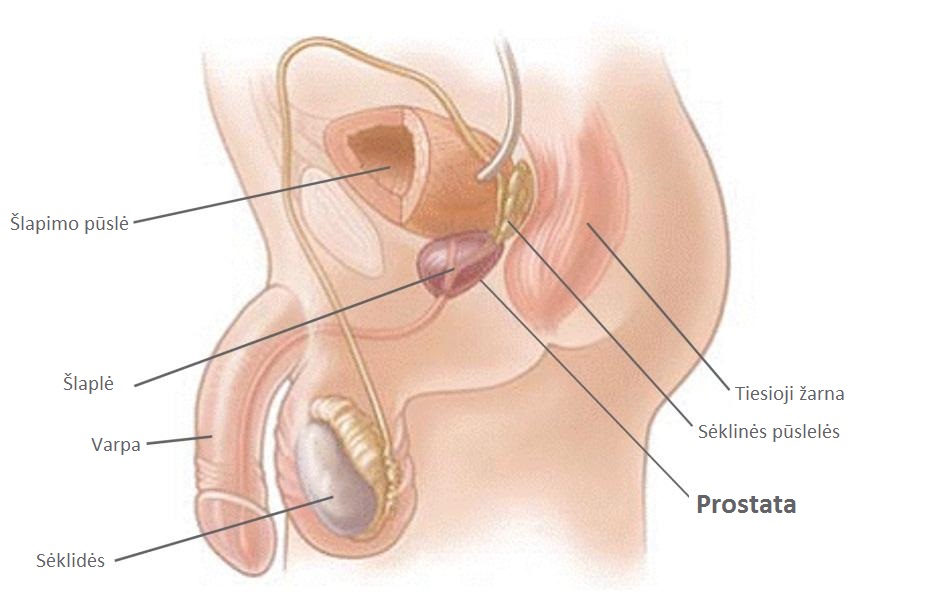 erekcijos metu prostata padidėja