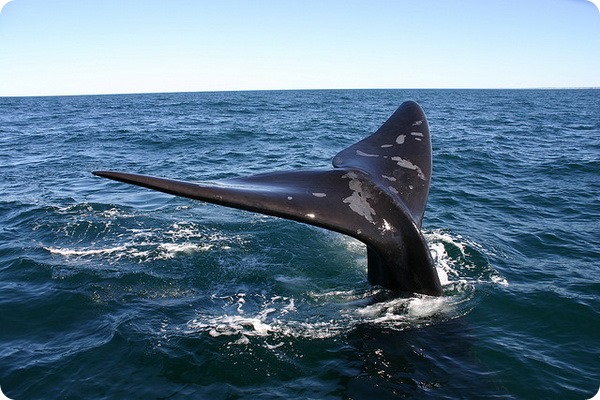 banginio žudiko varpą ar nario nariai veikia dydi